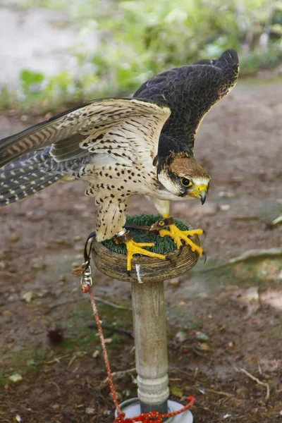 Close up of a beautiful eagle — Stock Photo, Image