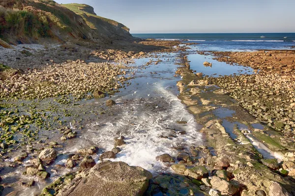 Gaivotas nas rochas junto ao mar — Fotografia de Stock
