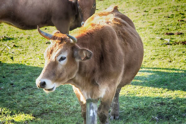 巨大な茶色の牛は牧草地に放牧 — ストック写真