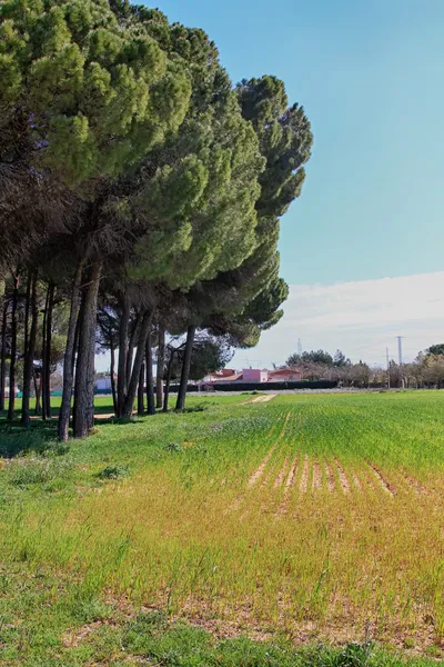 Land cultivated with cereals growing — Stock Photo, Image