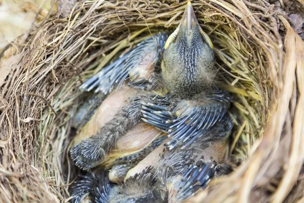 Małe Blackbirds po prostu zostawić jajko w gnieździe — Zdjęcie stockowe