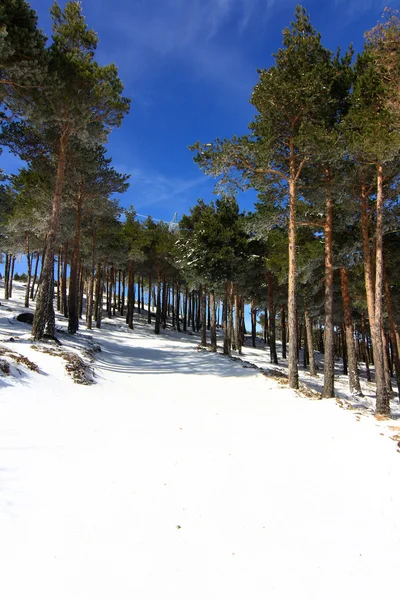 Kiefernwälder in den Bergen mit viel Schnee — Stockfoto