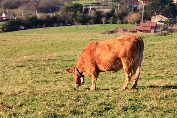 Enormes vacas marrones pastando en el prado — Foto de Stock