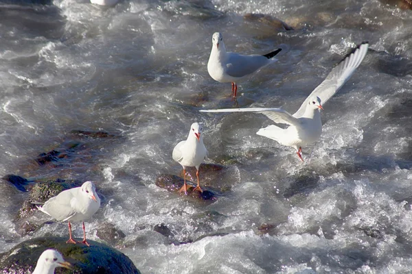 Impressive group of seagulls on rocks at the sea shore — Stock Photo, Image