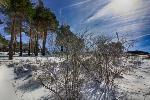Dennenbossen in de bergen met veel sneeuw — Stockfoto