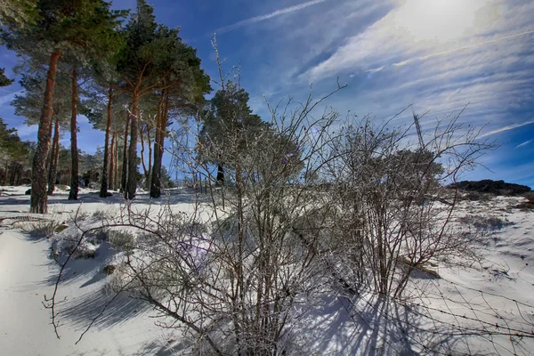 Tallskogar i bergen med massor av snö — Stockfoto