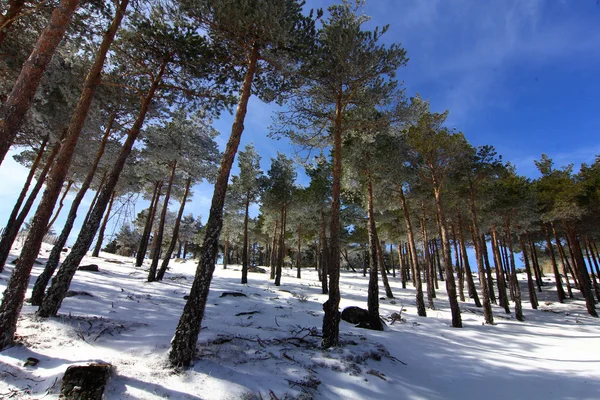 Tallskogar i bergen med massor av snö — Stockfoto