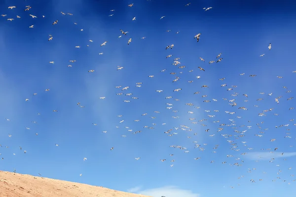 Måsar som flyger över den blå himlen — Stockfoto
