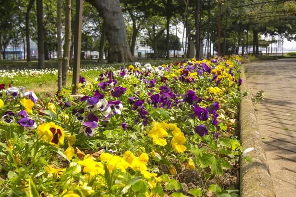 Färgglada blommor i trädgården — Stockfoto