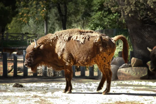 Pelliccia di bufalo cambiando — Foto Stock
