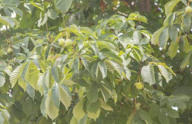 Yeşil hatta kestane meyve