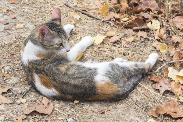 Cat lying on the floor between dry leaves — Stock Photo, Image
