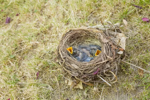 Pequenos Blackbirds apenas deixar o ovo no ninho — Fotografia de Stock