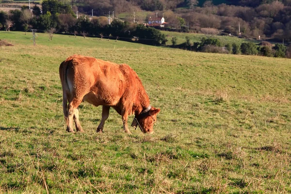 巨大な茶色の牛は牧草地に放牧 — ストック写真