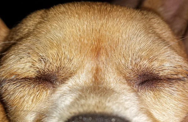 Macro sleeping chihuahua — Stock Photo, Image