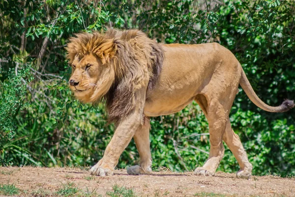 Grote manen Leeuw, zwerven op zoek naar een dam — Stockfoto