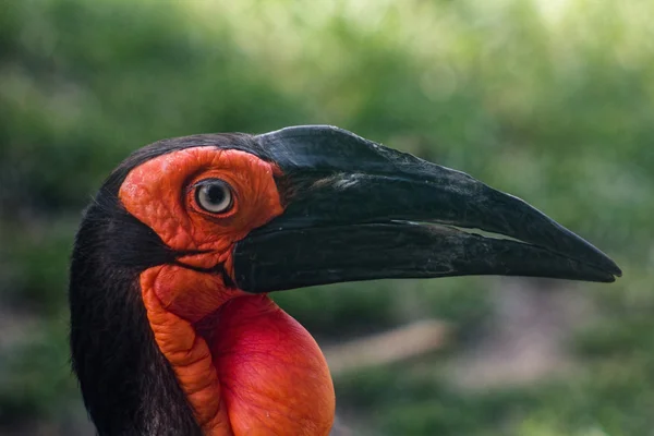 Černý hornbill (bucorvus leadbeateri) — Stock fotografie