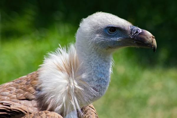 格里芬秃鹫(Gyps fulvus)) — 图库照片