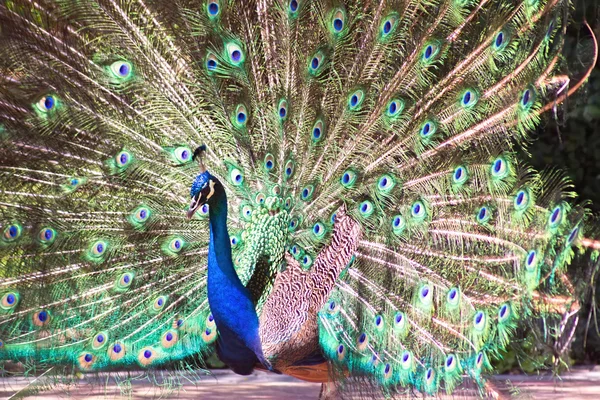 Peacock with colorful tail fanned — Stock Photo, Image