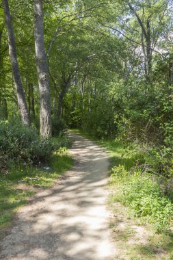 bir orman yoluyla toprak yol