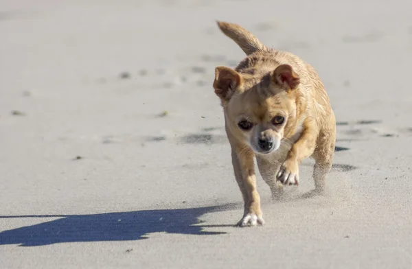 Chihuahua cammina attraverso il deserto in una tempesta di sabbia — Foto Stock