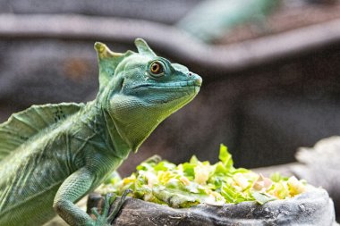 Yeşil tonlu güzel kertenkele ormanları