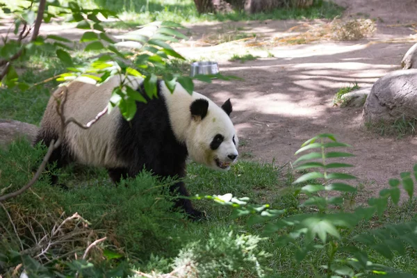 Miś Panda w lesie — Zdjęcie stockowe