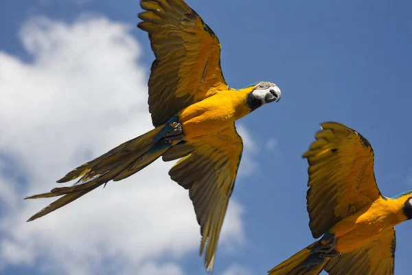 Blue parrots with yellow casing in flight — Stock Photo, Image