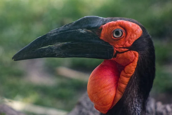 검은 hornbill (bucorvus leadbeateri) — Stockfoto