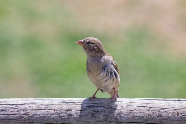 Unga kvinnliga sparv — Stockfoto