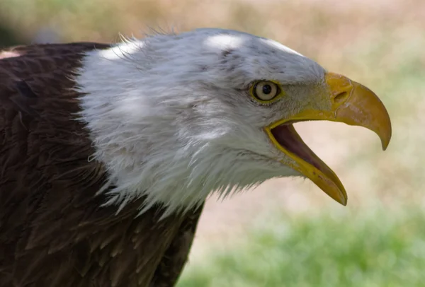 Bald Eagle or White Head (Haliaeetus leucocephalus) — Stock Photo, Image