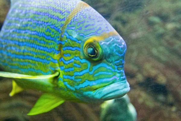 Tropical fish with blue and yellow stripes — Stock Photo, Image