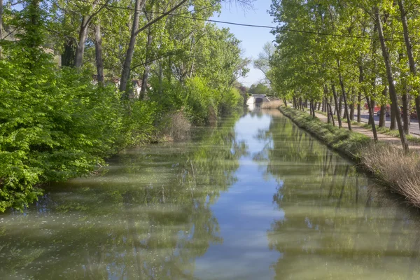 Mighty river runs between trees — Stock Photo, Image