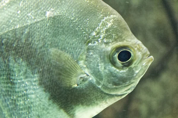 Tropische Fische mit silbrig glänzenden Schuppen — Stockfoto