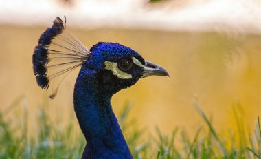 Mavi bir tavus kuşunun başı