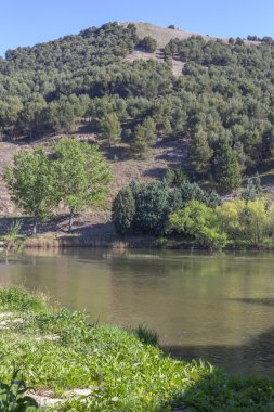 çam ormanları ile nehir geçiyor