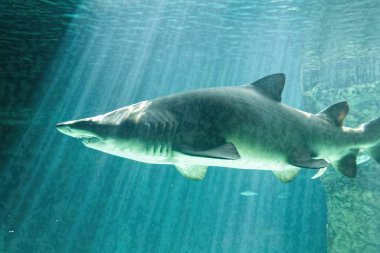 tehlikeli Boğa köpekbalığı çene çok büyük