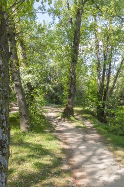 bir orman yoluyla toprak yol