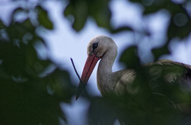 ağaç üzerindeki leylek