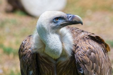 Griffon akbabası (Gyps fulvus)