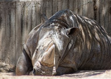 Afrikalı beyaz rhino