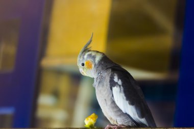 çok renkli papağan dinlenme tünemiş