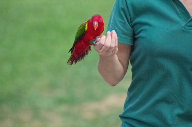egzotik kırmızı kuş kendi caregiver elinde