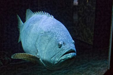 büyük balık soğuk su blueish