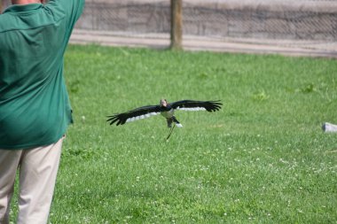 Madrid, İspanya - Temmuz 10: egzotik kuşlar eğitim bakıcılar 1 Temmuz için