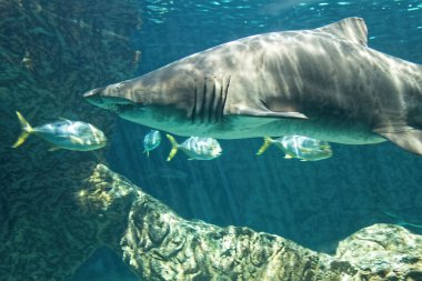 tehlikeli Boğa köpekbalığı çene çok büyük