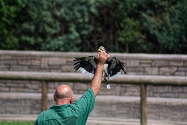 Madrid, İspanya - Temmuz 10: egzotik kuşlar eğitim bakıcılar 1 Temmuz için