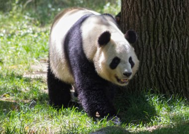 bir ormandaki ayı Panda