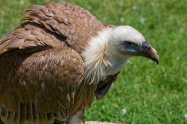 Griffon akbabası (Gyps fulvus)