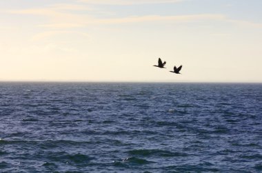gün batımı uçan Güney ördekler göç